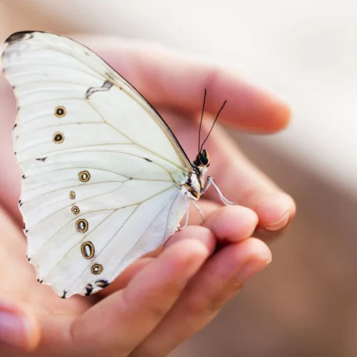 Marleen van Herpt | Reiki
