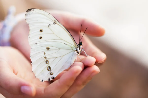 Marleen van Herpt | Reiki